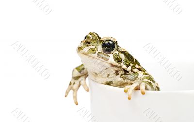 Green toad