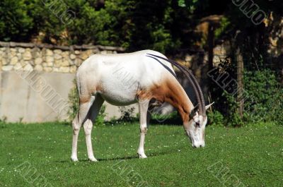 Antelope eating grass from meadow