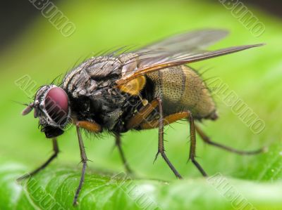 Fly close-up