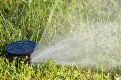 sprinkler watering