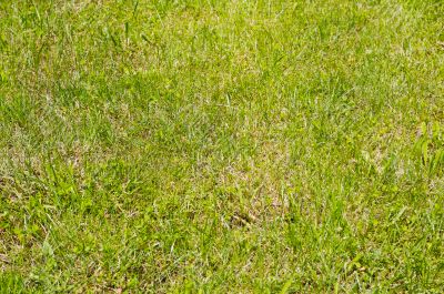 Grass texture