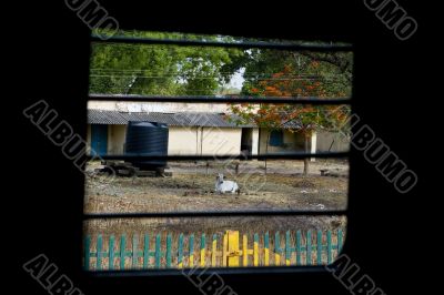 Sacred cow watching the train