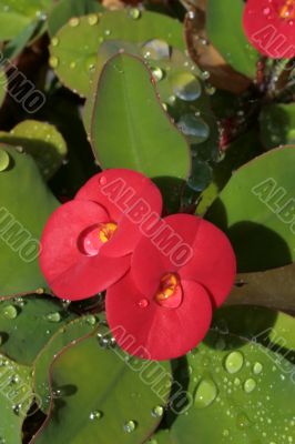Water drops on the red tropical flower