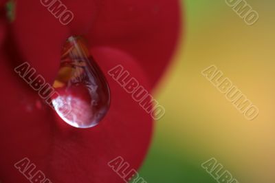 Water drops on the red tropical flower