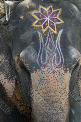 Painted elephant Painted elephant