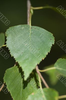 birch leaves