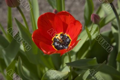 The red tulip