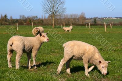 Sheeps pasture