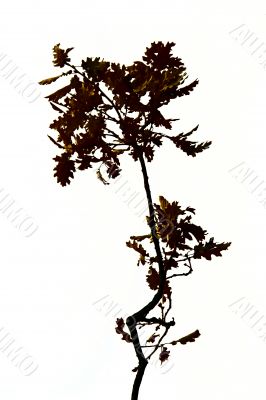 silhouette of tree branch over white