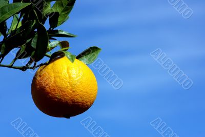 Mature oranges on the tree with blue sky.