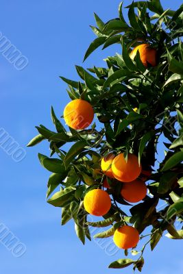 Mature oranges on the tree with blue sky.