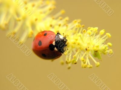 Ladybug Ladybug