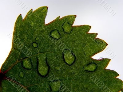 Raindrops Raindrops