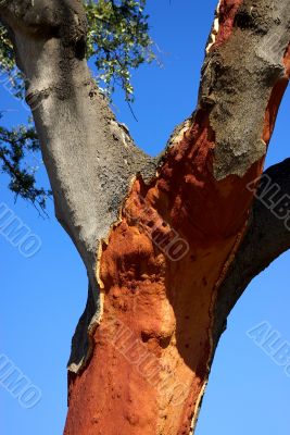  oak cork