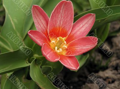 Spring red flower Spring red flower