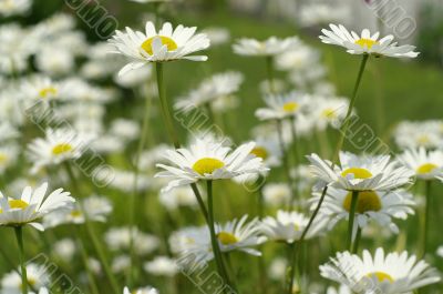Fresh white daisy on spring garden
