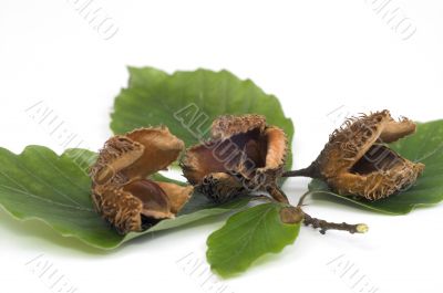 Twig of beechen with leafs over white