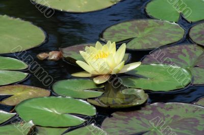 Yellow water lilly on leafs