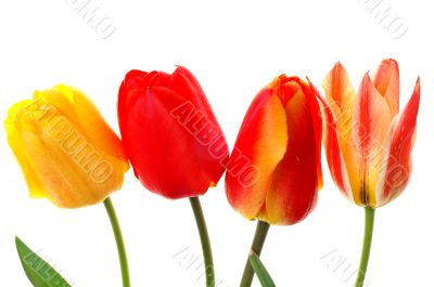 Beautiful colorful tulips isolated