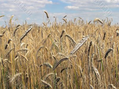 ripe golden barley stalk