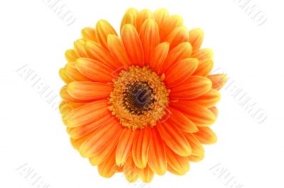 Orange gerbera isolated on white Orange gerbera isolated on white