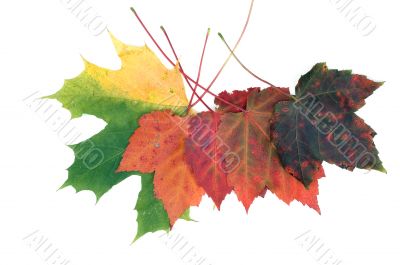 Colorful fall leafs solated