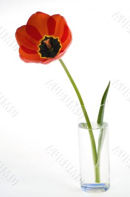 Red tulips in flower pot isolated