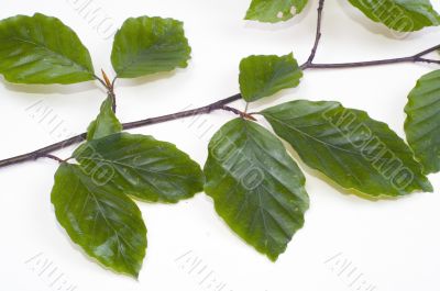 Twig of beechen with leafs over white