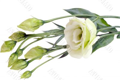 Bunch of white roses isolated