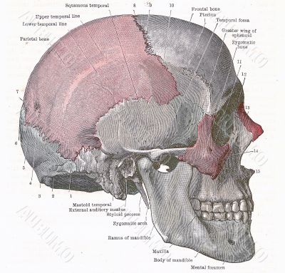 Dissection of the human head Dissection of the human head
