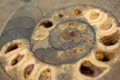 Ammonite, fossil