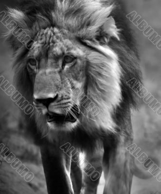 Black And White Lion