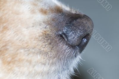 Canine Nose