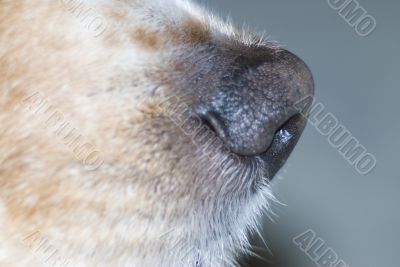 Canine Nose Canine Nose