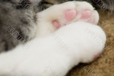 Macro Kitten Paws