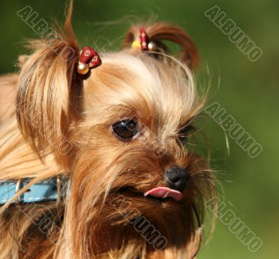 Yorkshire terrier