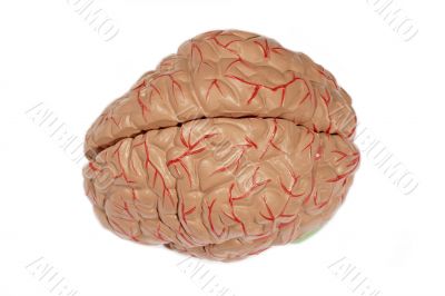 Human brain