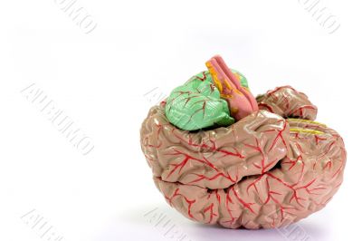  Human Brain Anatomy