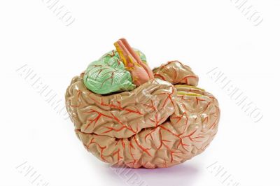 Human Brain Human Brain