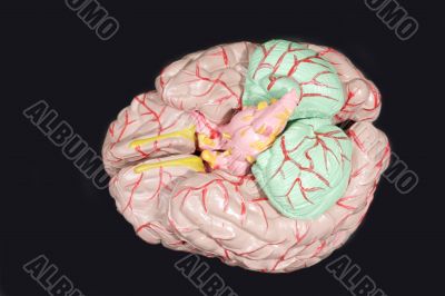 Human Brain Anatomy