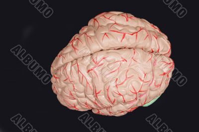 Human brain