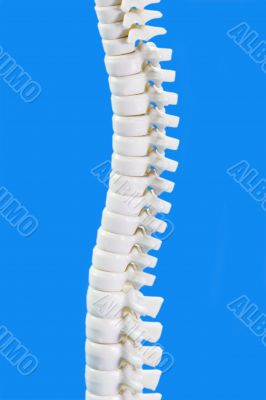 Backbone in Detail Backbone in Detail