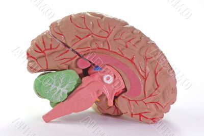 Human Part of Brain Human Part of Brain