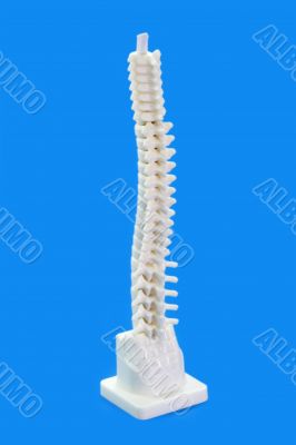 Backbone Backbone