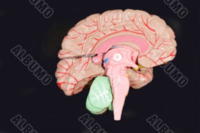 Human Brain