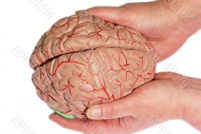 Holded human brain