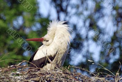 stork on the nest in forest