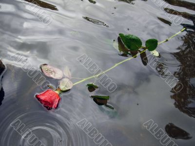 Red rose in water