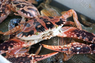 crab crab