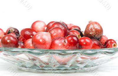 Cranberry Cranberry